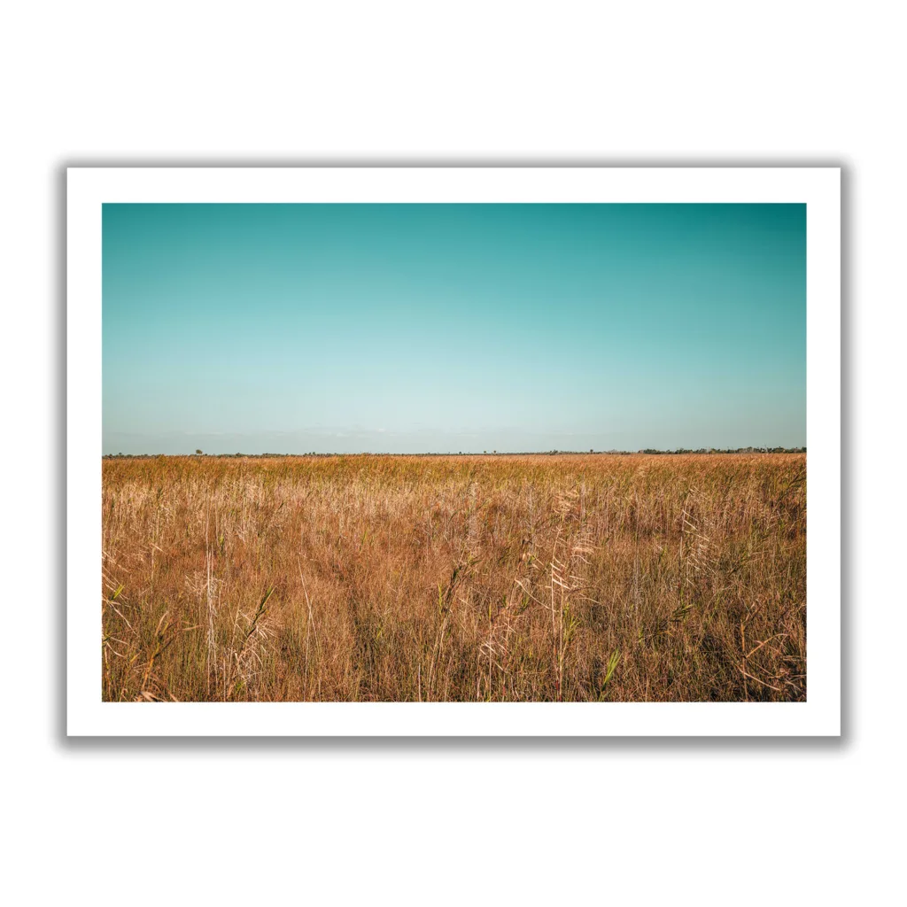 Landscape Bildaufnahme von den Sümpfen der Everglades in Miami. Blauer Himmel und braunes Gestrüpp.