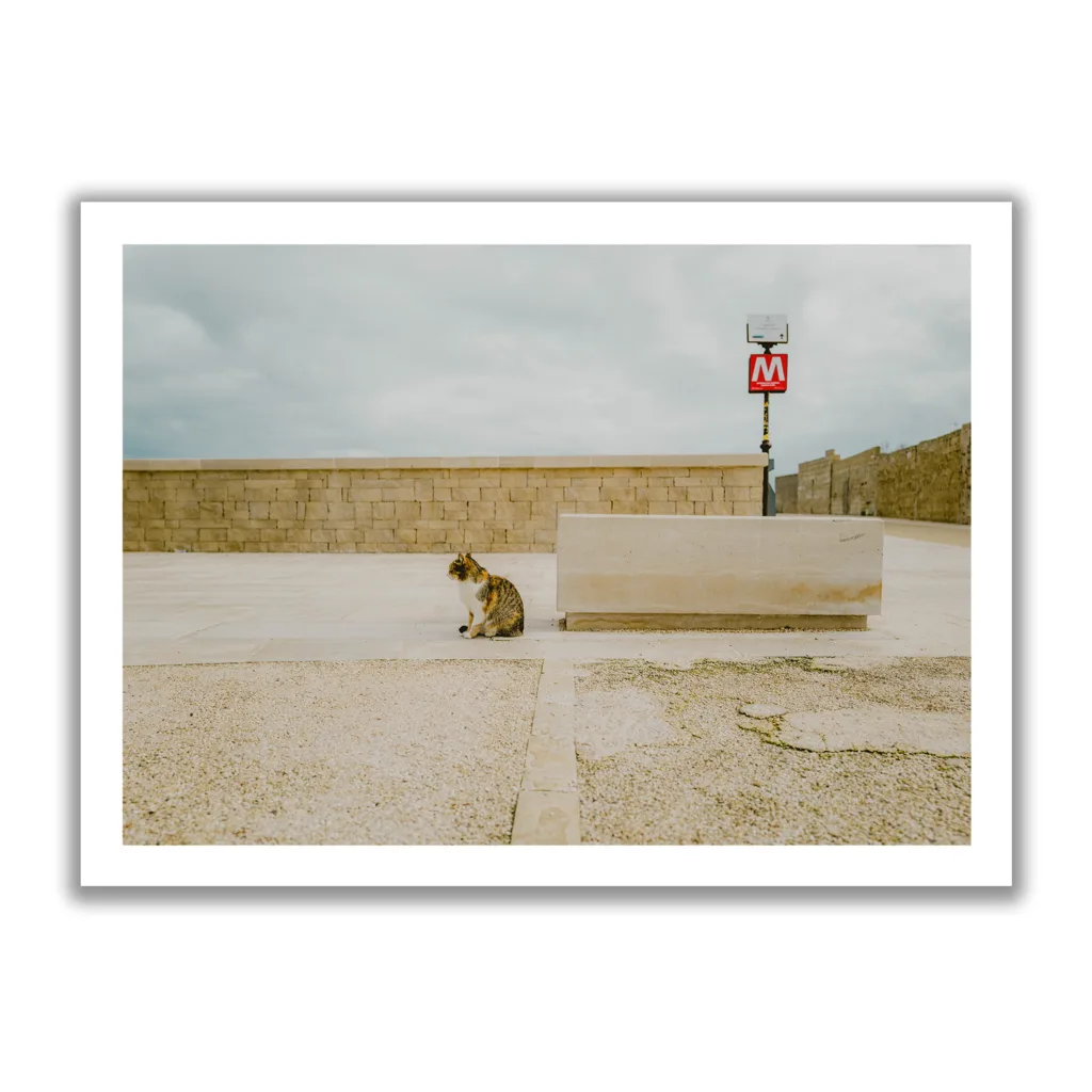 Bildaufnahme einer gestreiften Katze die in die Ferne sieht und dahinter befindet sich ein "M" Schild für Metro.